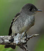 Eastern Wood Pewee