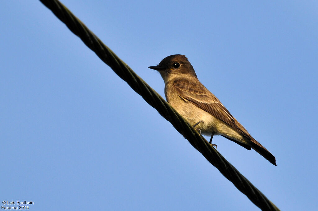 Eastern Wood Pewee