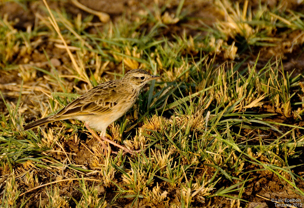 Pipit africain