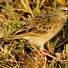 Pipit africain