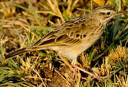 African Pipit