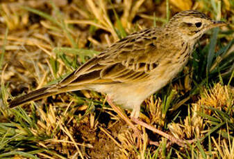 Pipit africain