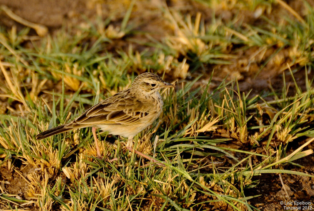 Pipit africain