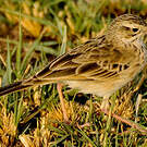 Pipit africain