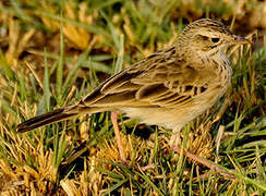 Pipit africain