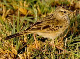 Pipit africain