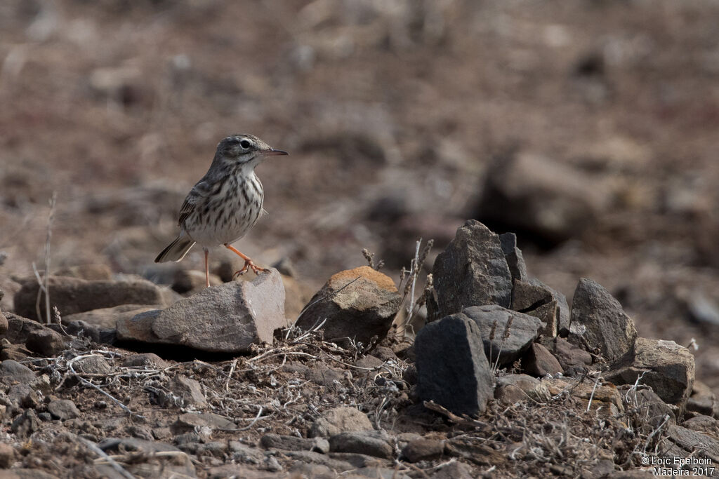 Pipit de Berthelot