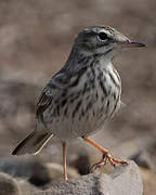 Berthelot's Pipit