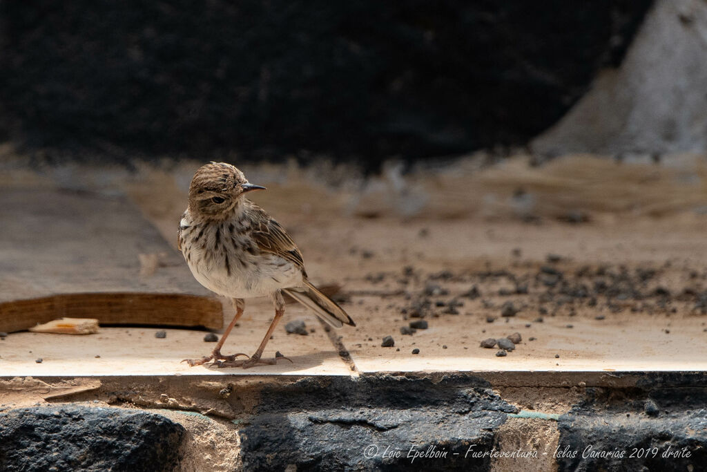 Berthelot's Pipit