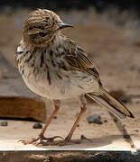 Berthelot's Pipit