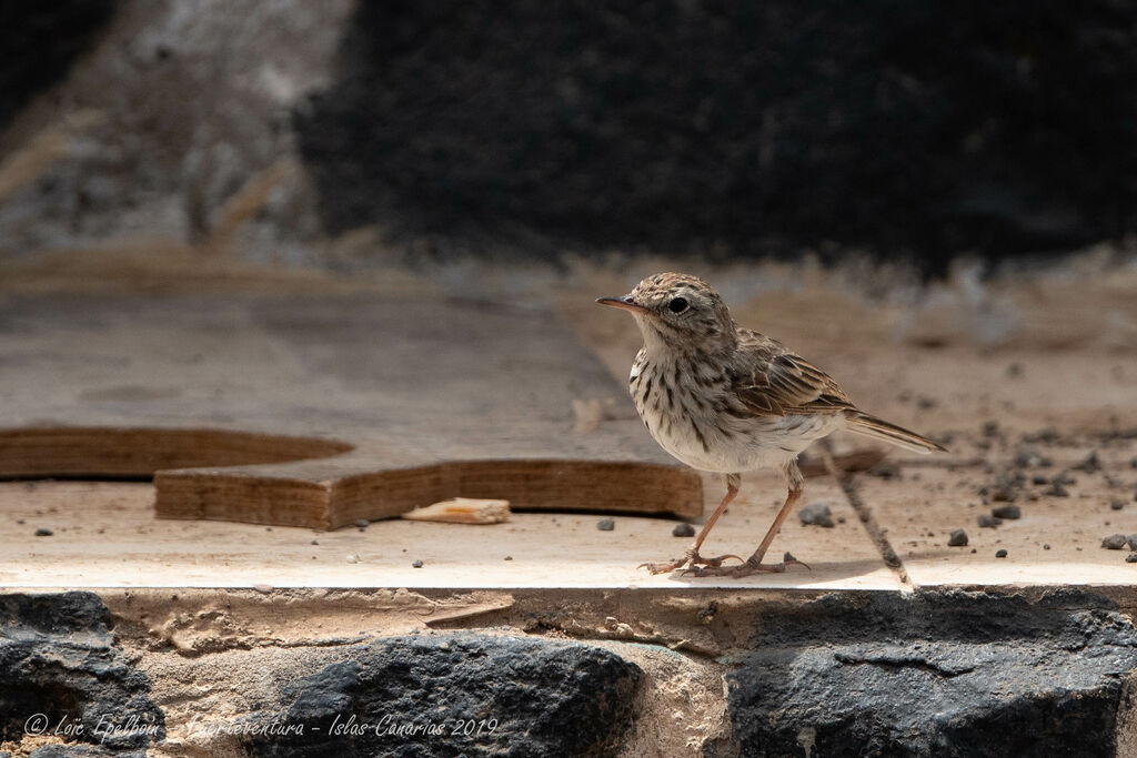 Berthelot's Pipit