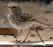 Pipit de Berthelot