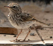 Berthelot's Pipit