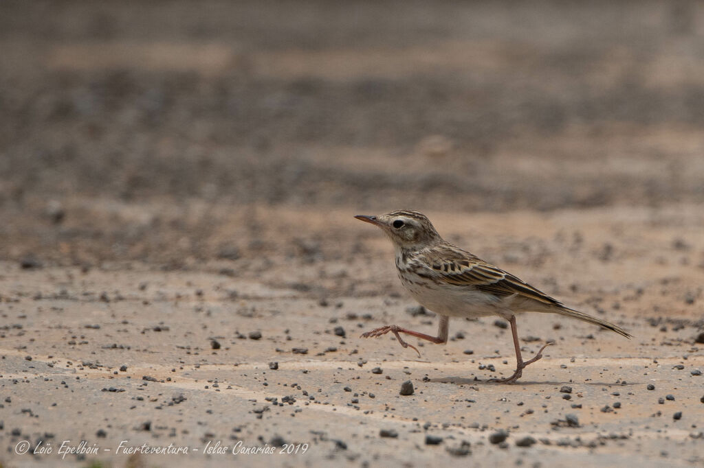 Berthelot's Pipit