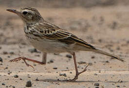 Berthelot's Pipit