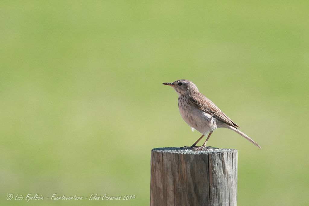 Berthelot's Pipit