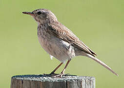 Berthelot's Pipit