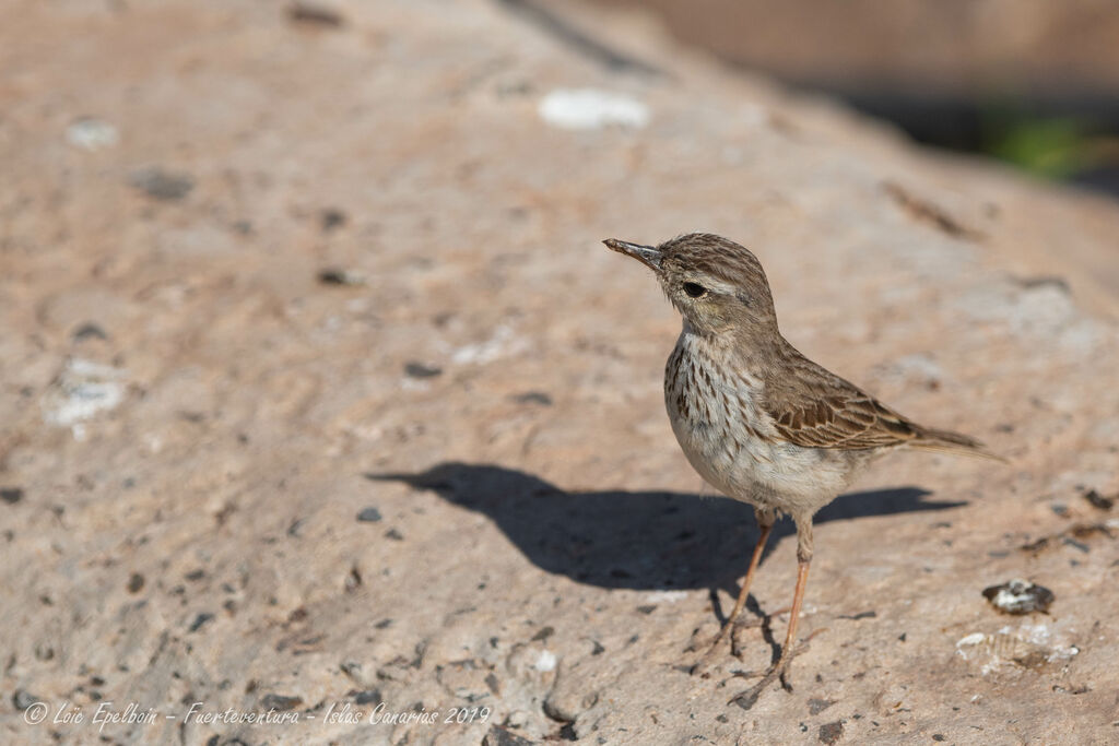 Pipit de Berthelot