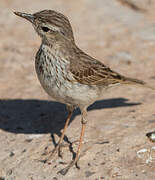 Berthelot's Pipit