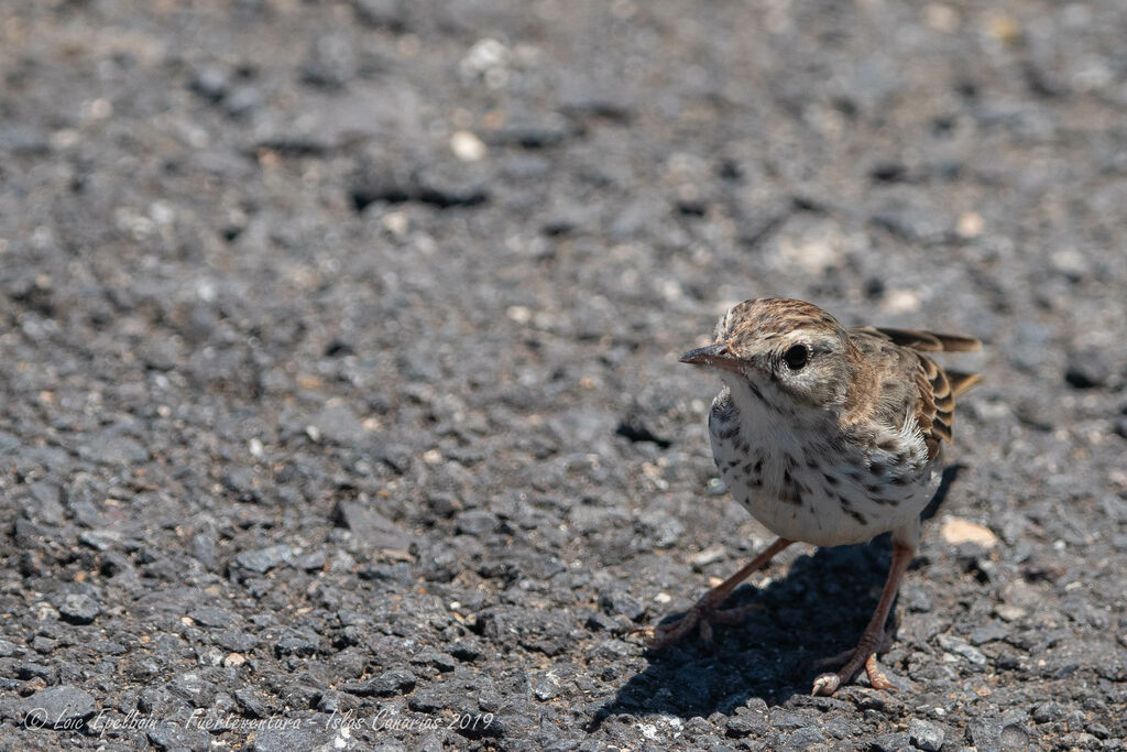 Berthelot's Pipit