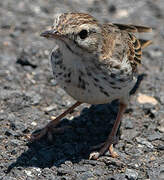 Berthelot's Pipit