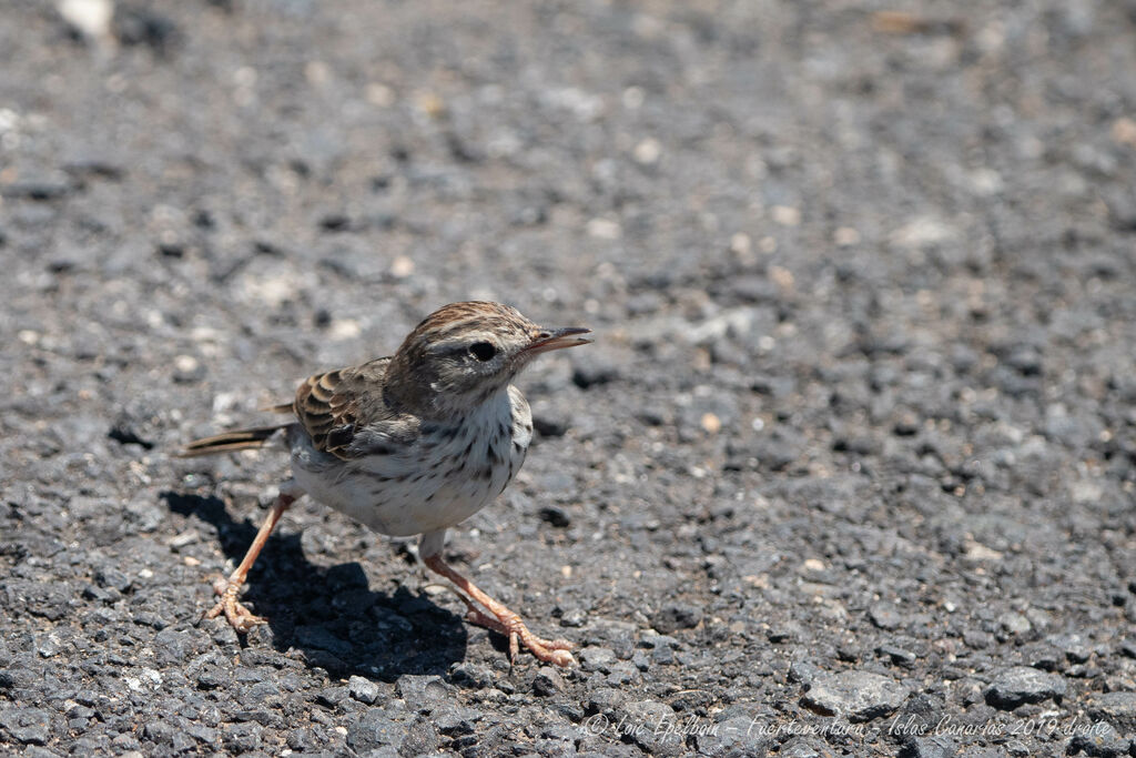 Pipit de Berthelot