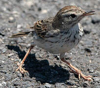 Berthelot's Pipit