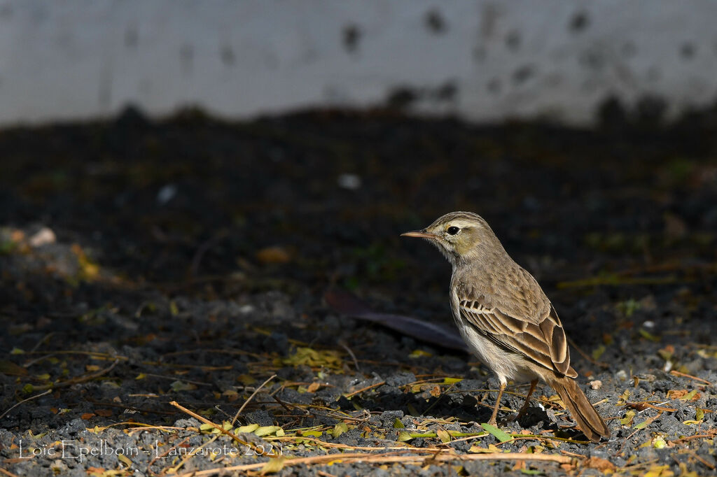 Berthelot's Pipit