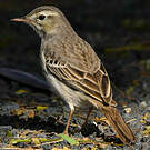 Pipit de Berthelot