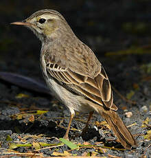 Pipit de Berthelot