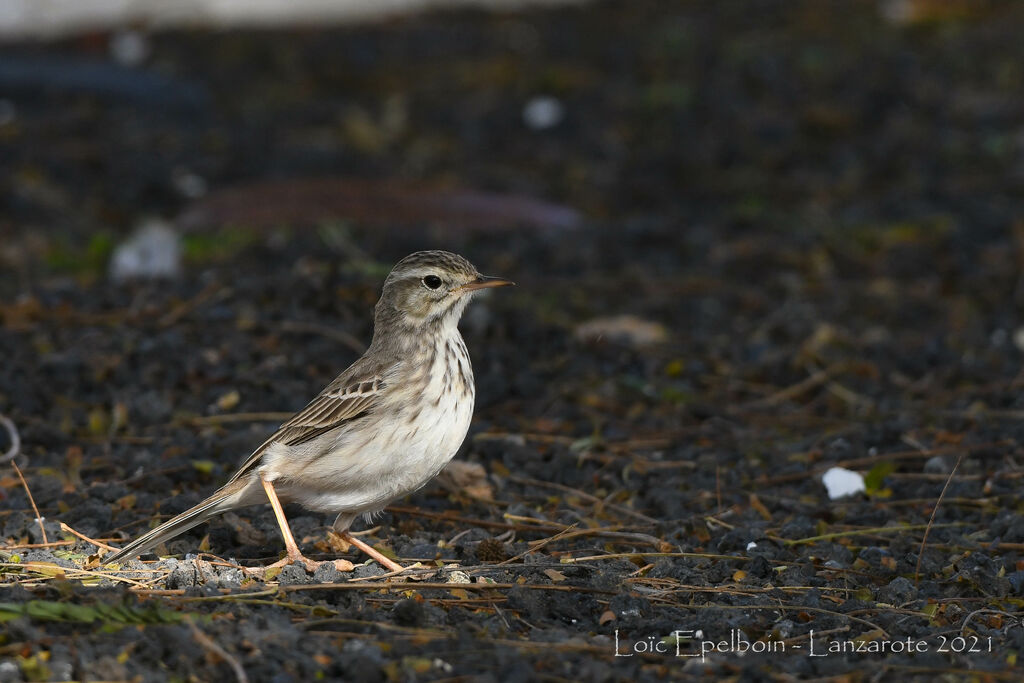 Pipit de Berthelot