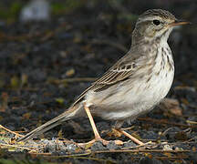 Berthelot's Pipit