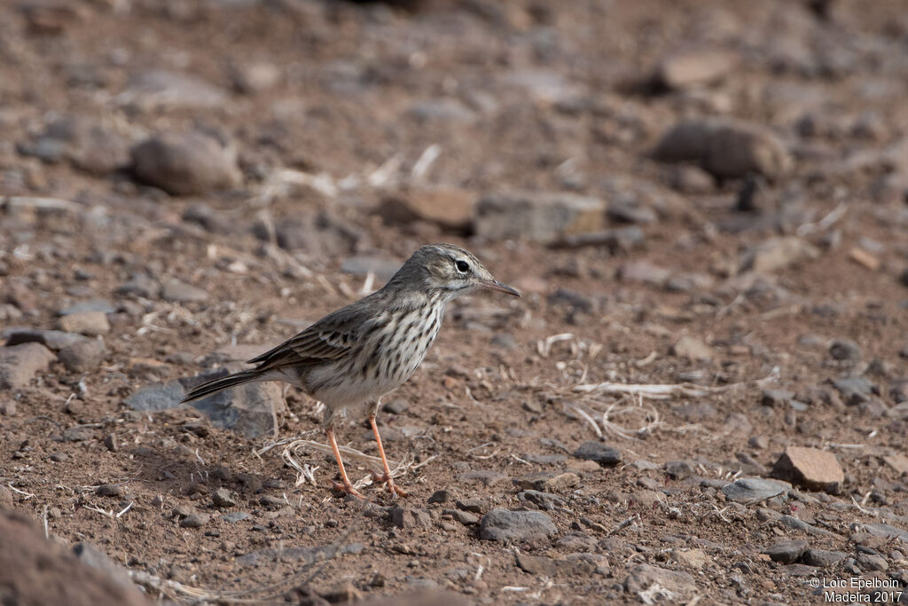 Pipit de Berthelot