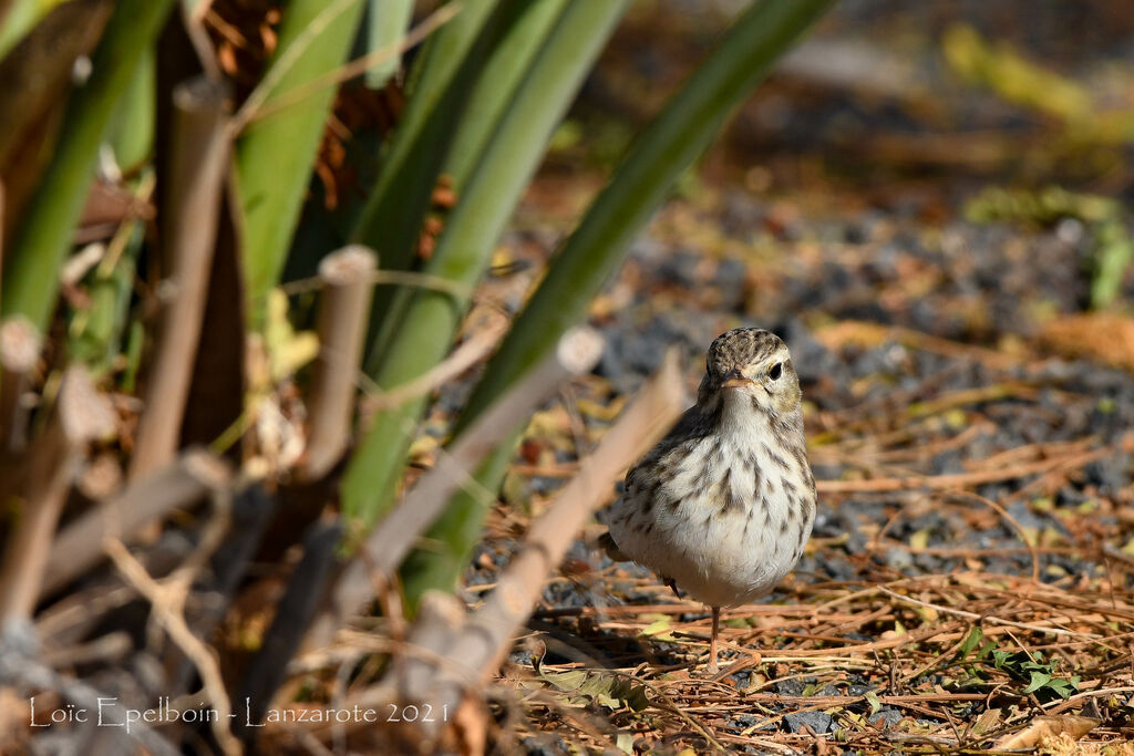 Berthelot's Pipit