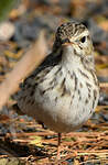 Pipit de Berthelot