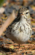 Berthelot's Pipit