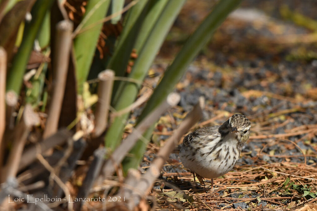 Pipit de Berthelot