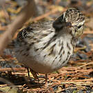 Pipit de Berthelot
