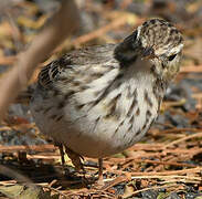 Berthelot's Pipit