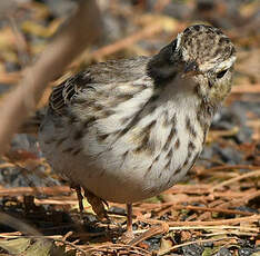 Pipit de Berthelot