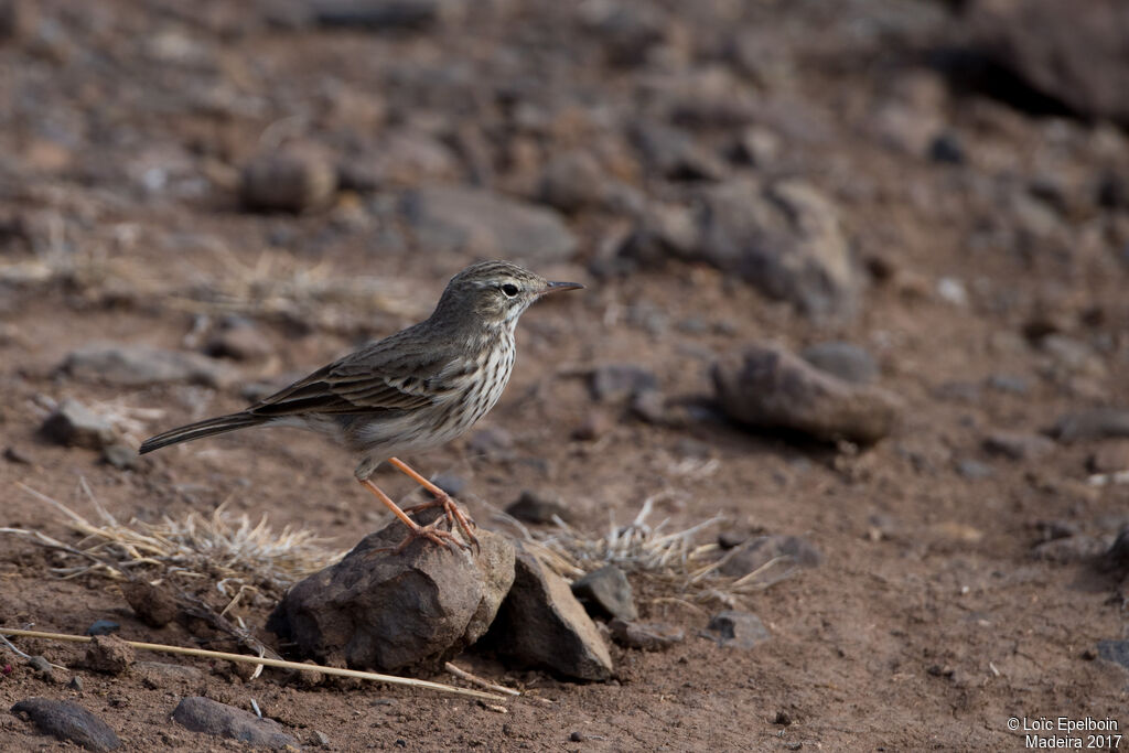 Pipit de Berthelot