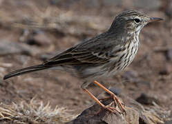 Berthelot's Pipit