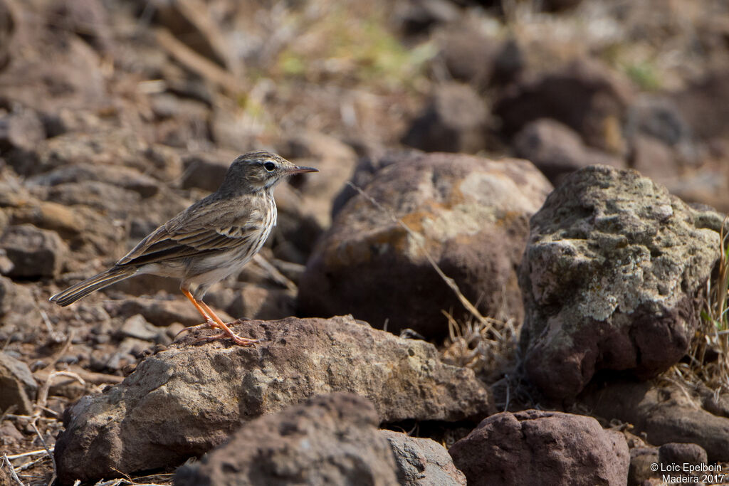 Pipit de Berthelot