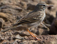 Berthelot's Pipit