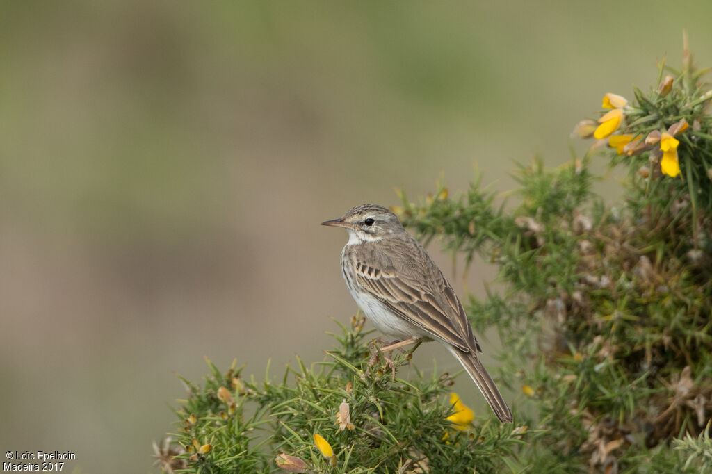 Pipit de Berthelot