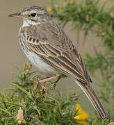 Berthelot's Pipit