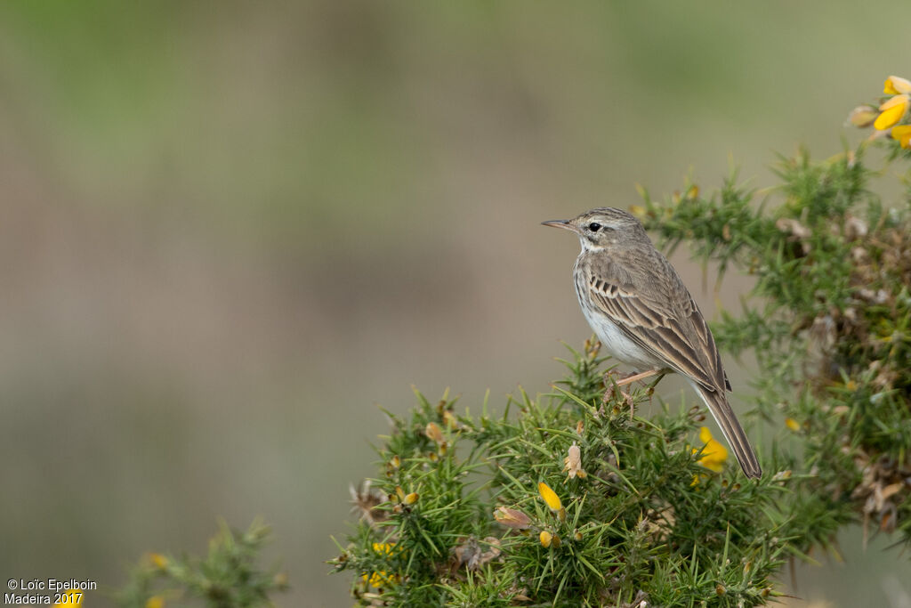 Pipit de Berthelot