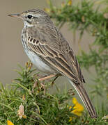 Berthelot's Pipit