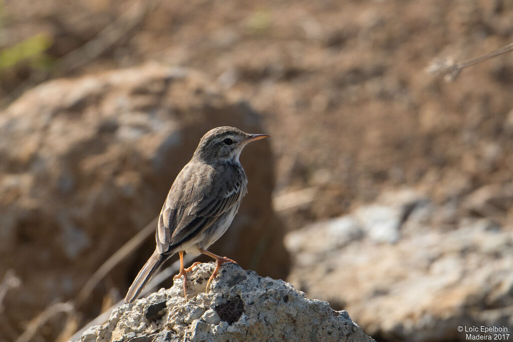 Pipit de Berthelot