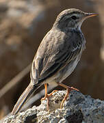 Berthelot's Pipit